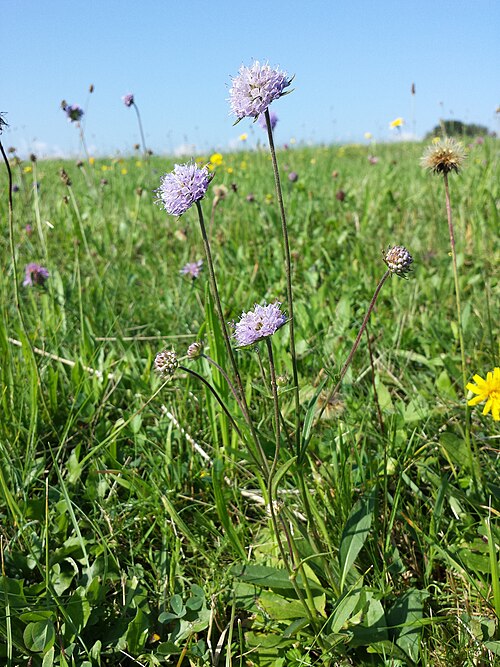 Devil's-bit scabious: Habitus Taxonym: Succisa pratensis (ss Fischer et al. EfÖLS 2008 ISBN 978-3-85474-187-9 ) Location: near Kirchberg am Walde, district Gmünd, Lower Austria - ca.