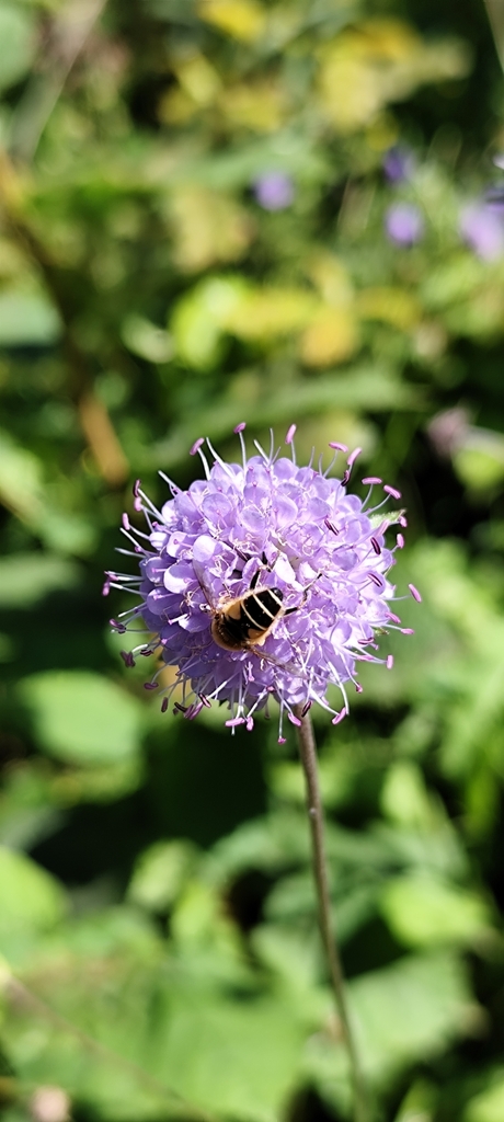 Devil's-bit scabious (Succisa pratensis)
