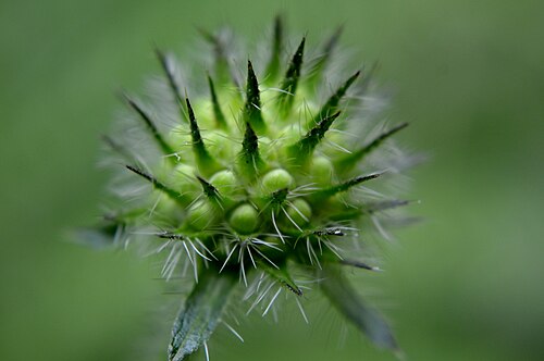 Devil's-bit scabious: LSG Hainberg, Wohldenberg, Braune Heide, Klein Rhüdener Holz und angrenzende Landschaftsteile - Gewöhnlicher Teufelsabbiss (Succisa pratensis)