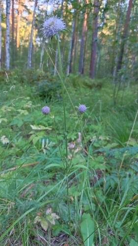 Devil's-bit scabious (Succisa pratensis)