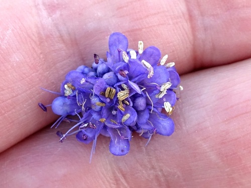 Devil's-bit scabious (Succisa pratensis)