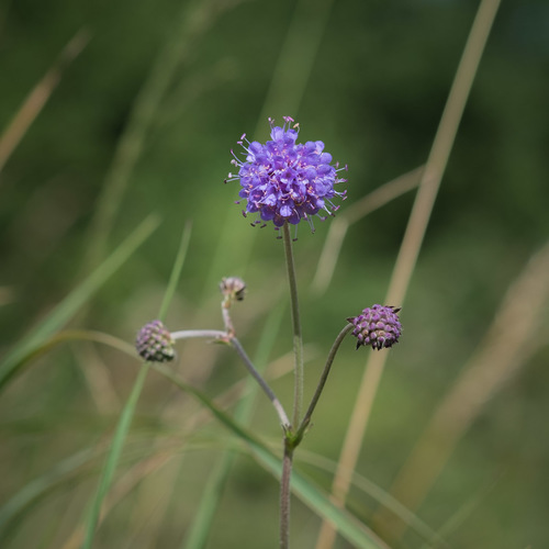Devil's-bit scabious (Succisa pratensis)