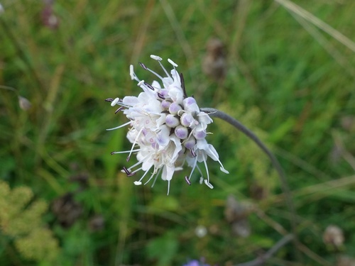 Devil's-bit scabious (Succisa pratensis)