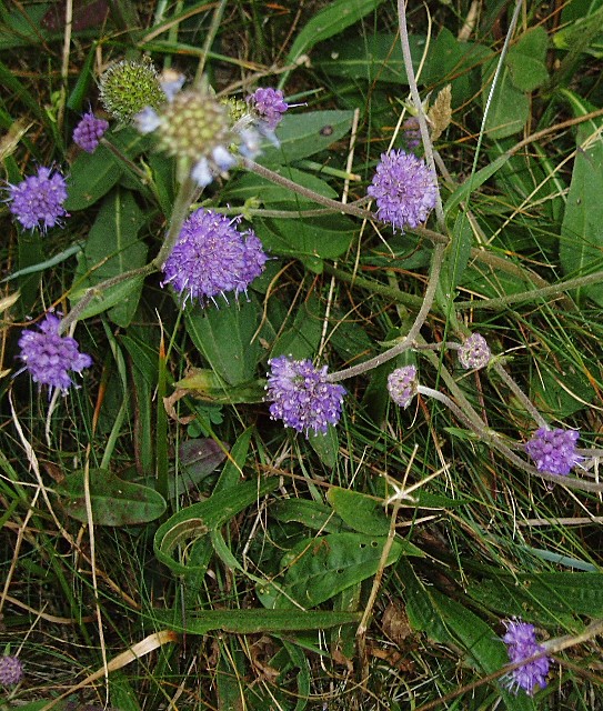 Devil's-bit scabious: Devil's bit Scabious ( Succisa pratensis ) Found in large numbers at Castlehill Point, near Rockcliffe.