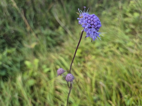 Devil's-bit scabious (Succisa pratensis)