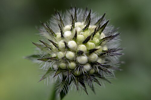 Devil's-bit scabious: LSG Hainberg, Wohldenberg, Braune Heide, Klein Rhüdener Holz und angrenzende Landschaftsteile - Gewöhnlicher Teufelsabbiss (Succisa pratensis)