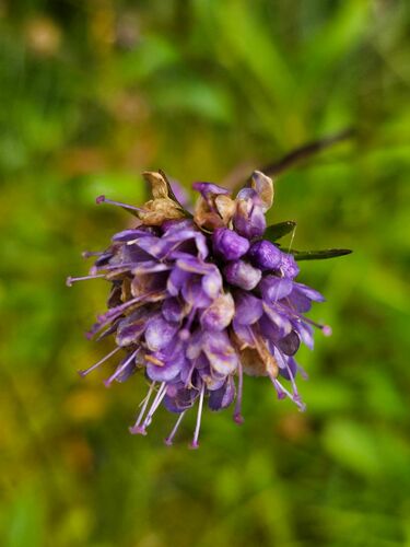 Devil's-bit scabious (Succisa pratensis)