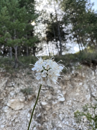 Succisella petteri (Succisella petteri)