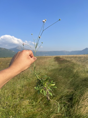 Succisella petteri (Succisella petteri)