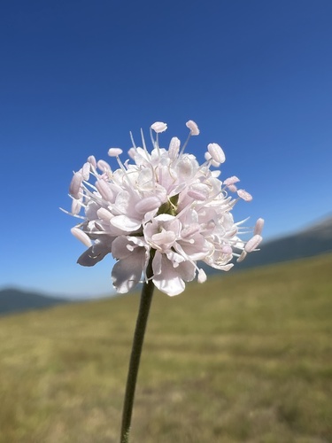 Succisella petteri (Succisella petteri)