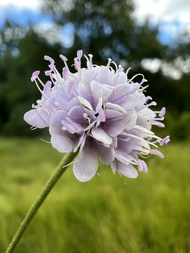 Succisella petteri (Succisella petteri)