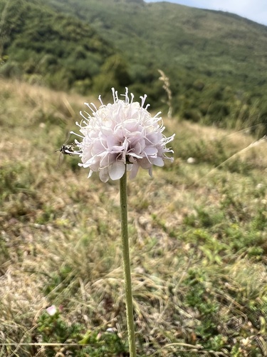 Succisella petteri (Succisella petteri)