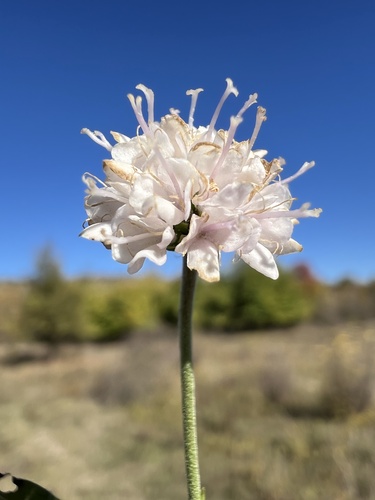 Succisella petteri (Succisella petteri)