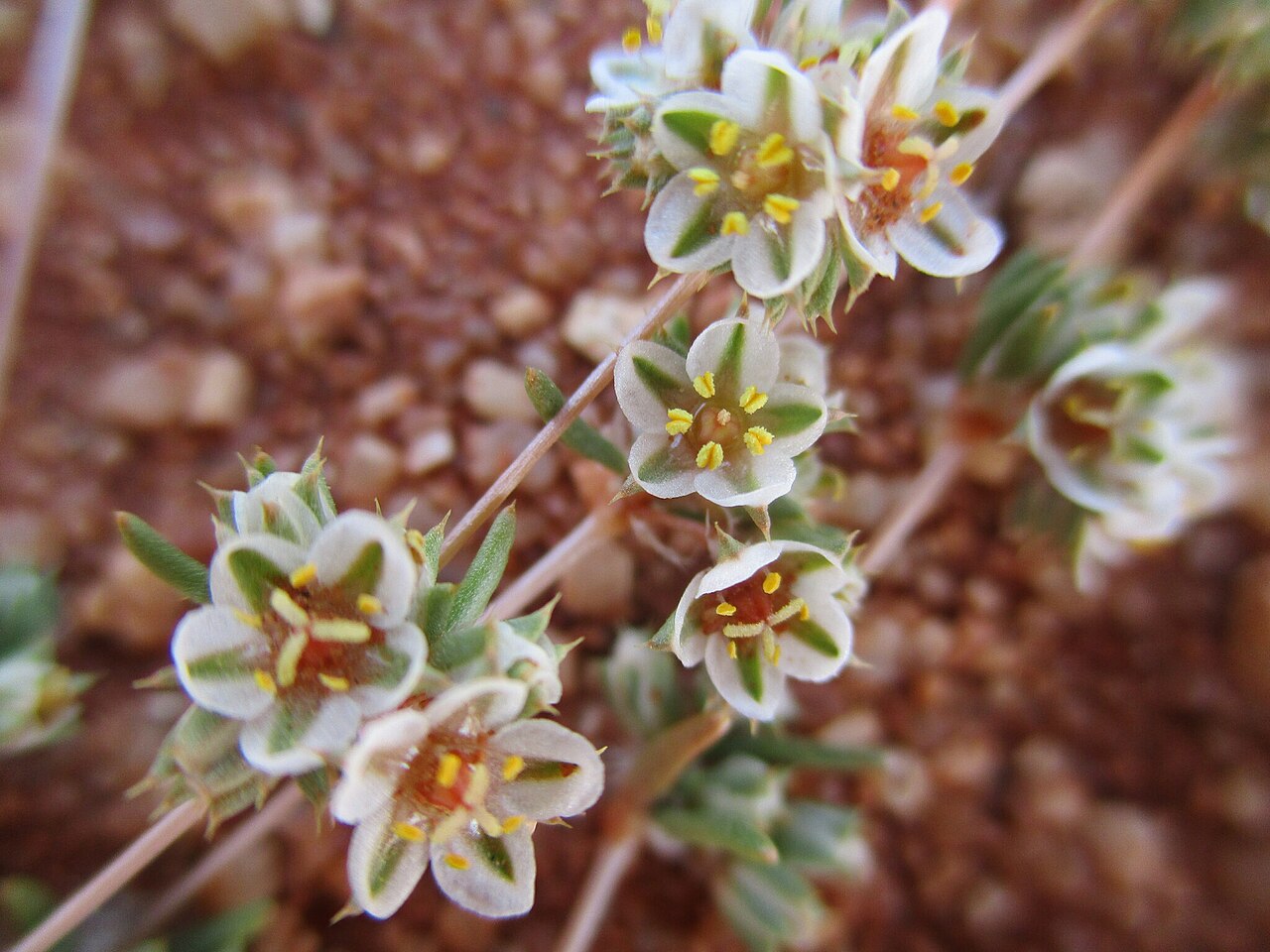 Suessenguthiella scleranthoides: Suessenguthiella scleranthoides in Namibia