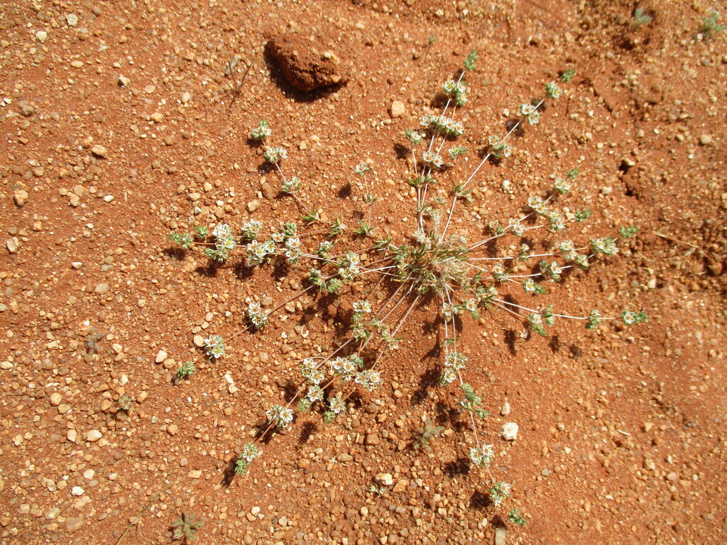 Suessenguthiella scleranthoides (Suessenguthiella scleranthoides)