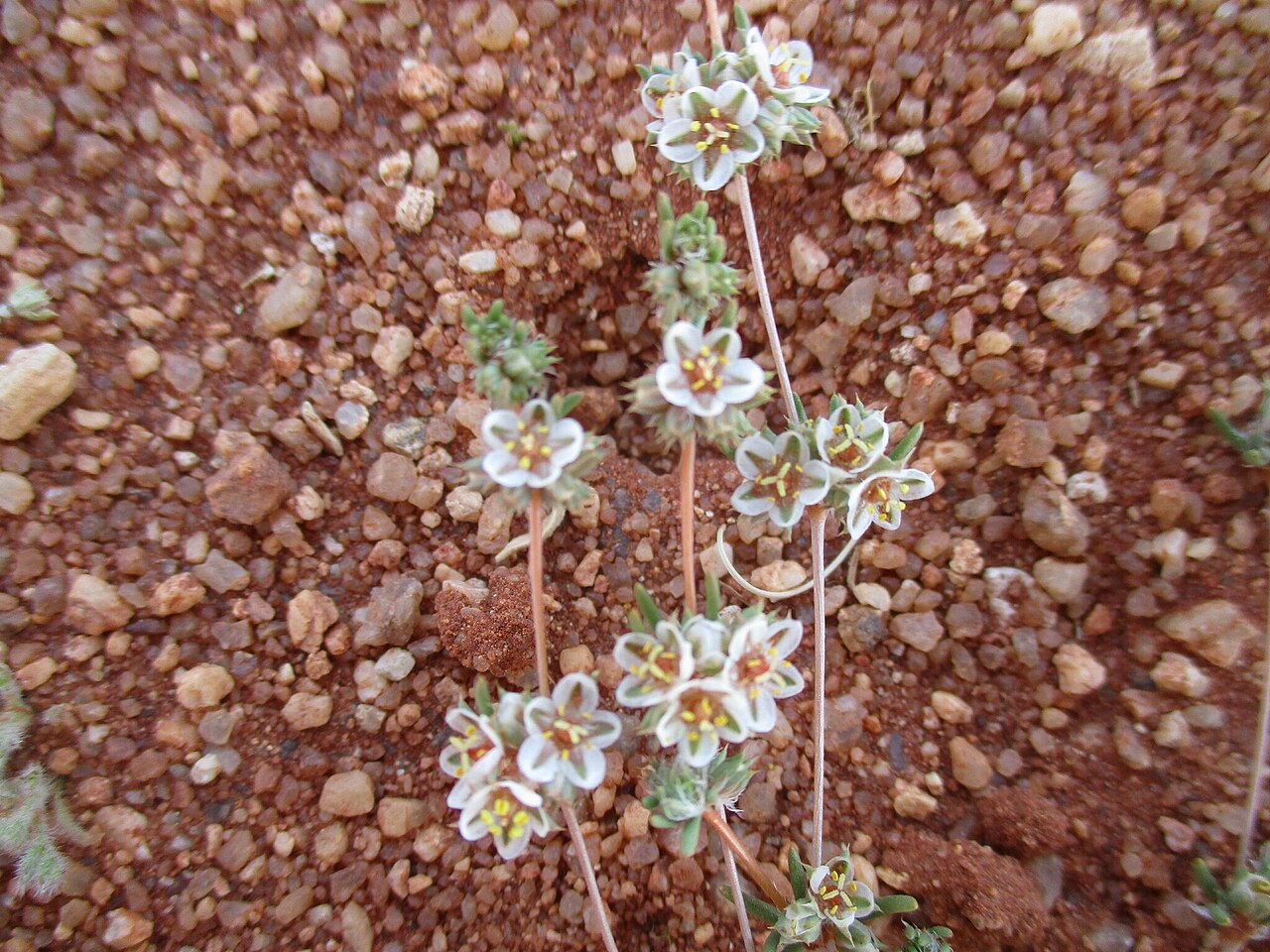 Suessenguthiella scleranthoides: Suessenguthiella scleranthoides in Namibia