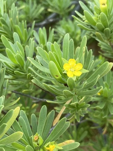 Bay cedar (Suriana maritima)