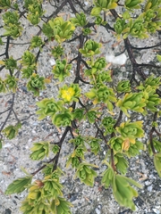 Bay cedar (Suriana maritima)
