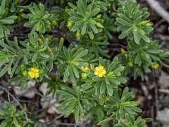Bay cedar (Suriana maritima)