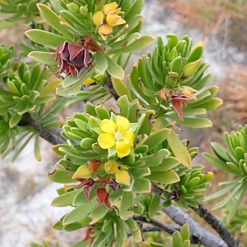 Bay cedar (Suriana maritima)