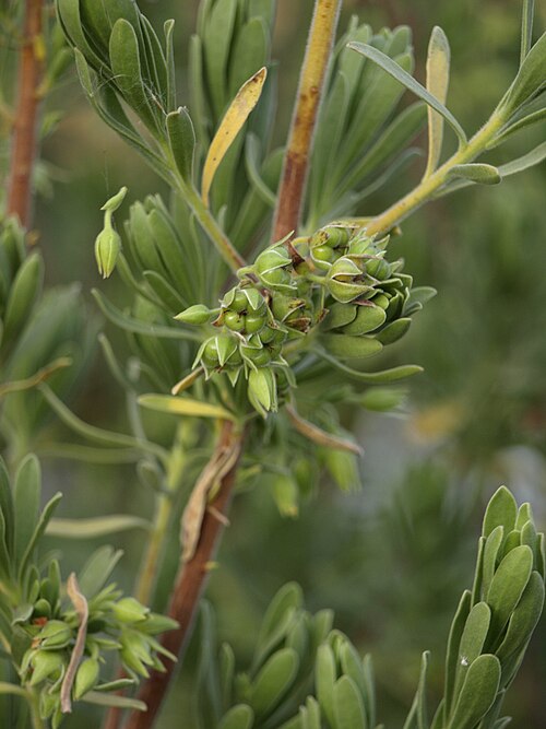 Bay cedar: Suriana maritima , South Miami, FL, USA