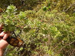 Bay cedar (Suriana maritima)