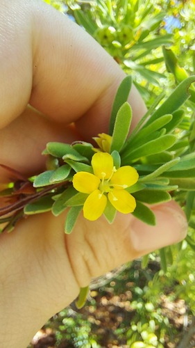 Bay cedar (Suriana maritima)