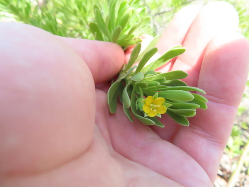 Bay cedar (Suriana maritima)