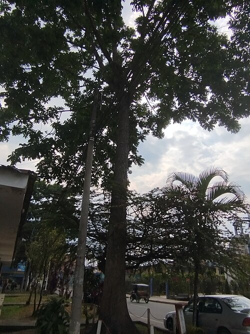Honduras mahogany: Especie de alto valor comercial, protegida por el Estado peruano, es uno de los seis árboles patrimoniales de la Provincia de Moyobamba. Se ubica en el frontis