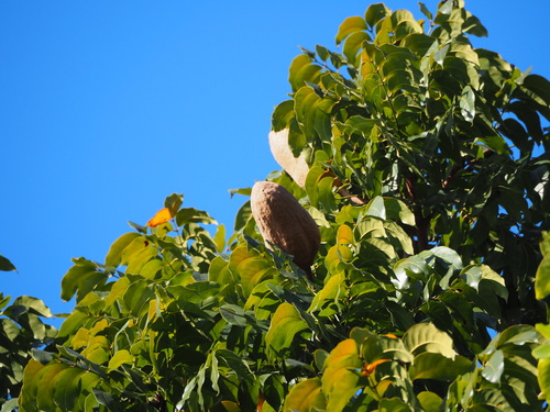 Honduras mahogany (Swietenia macrophylla)