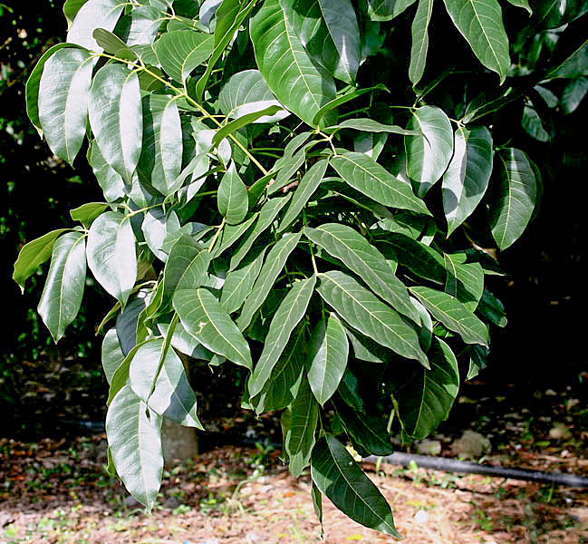 Honduras mahogany: Large-leaved Mahogany Swietenia macrophylla in Kolkata , West Bengal , India .