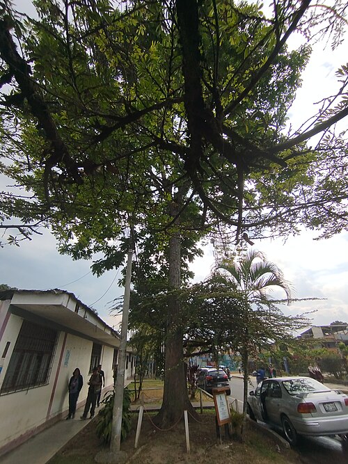 Honduras mahogany: Especie de alto valor comercial, protegida por el Estado peruano, es uno de los seis árboles patrimoniales de la Provincia de Moyobamba. Se ubica en el frontis