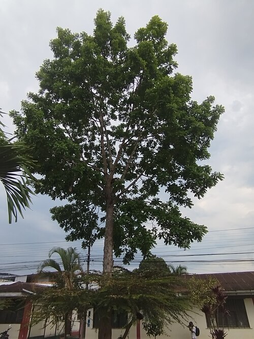 Honduras mahogany: Especie de alto valor comercial, protegida por el Estado peruano, es uno de los seis árboles patrimoniales de la Provincia de Moyobamba. Se ubica en el frontis