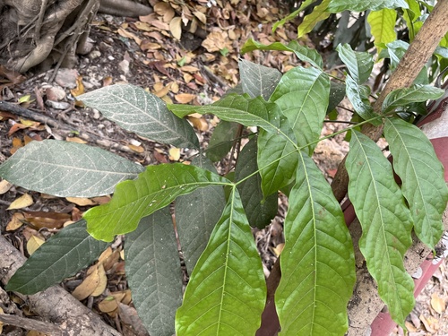 Honduras mahogany (Swietenia macrophylla)