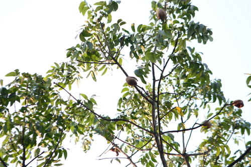 Honduras mahogany (Swietenia macrophylla)