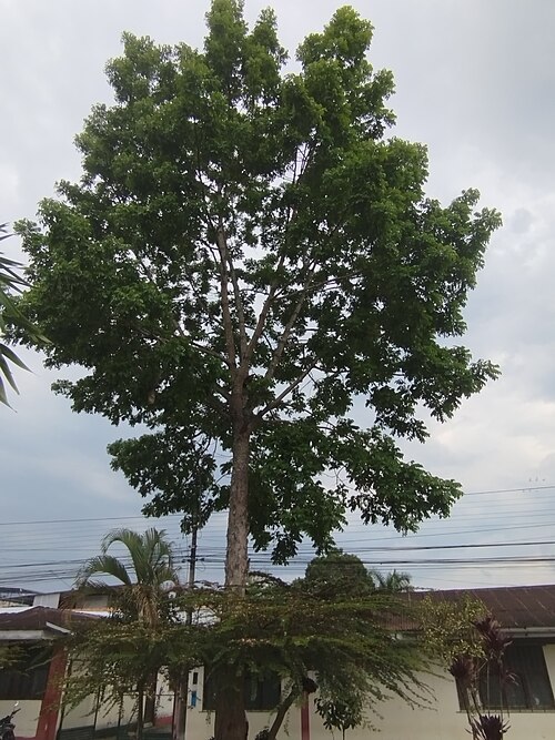 Honduras mahogany: Especie de alto valor comercial, protegida por el Estado peruano, es uno de los seis árboles patrimoniales de la Provincia de Moyobamba. Se ubica en el frontis