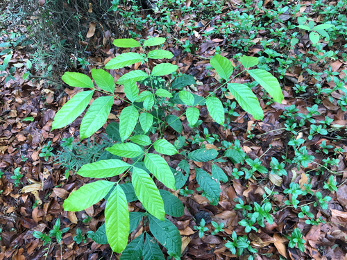 Honduras mahogany (Swietenia macrophylla)