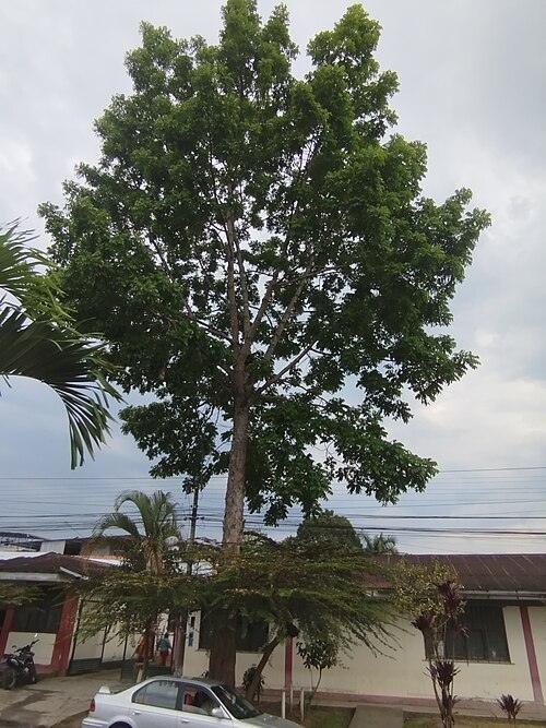 Honduras mahogany: Especie de alto valor comercial, protegida por el Estado peruano, es uno de los seis árboles patrimoniales de la Provincia de Moyobamba. Se ubica en el frontis