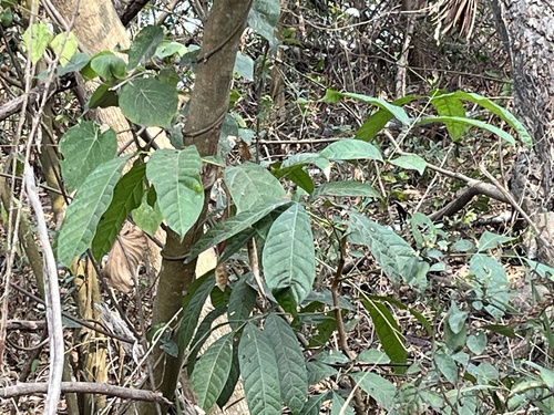 Honduras mahogany (Swietenia macrophylla)