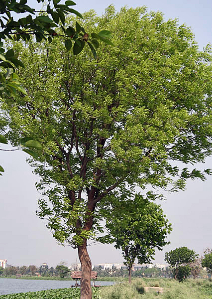 West Indian mahogany: Spanish Mahogany Swietenia mahagoni in Kolkata , West Bengal , India .