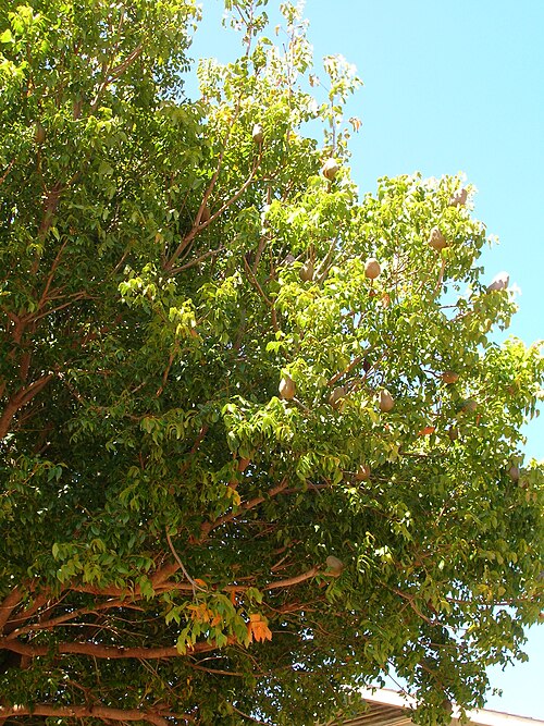 Small-leaved mahogany: Swietenia mahogani (habit). Location: Molokai, Maunaloa