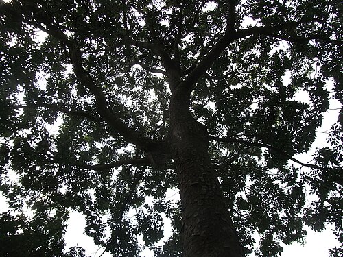 Small-leaved mahogany: 香港公園 , Hong Kong Park, Central, Hong Kong