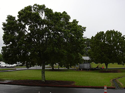 Small-leaved mahogany: Swietenia mahogani (habit). Location: Hawaii, Hilo