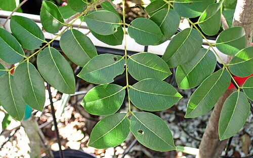 Small-leaved mahogany: Swietenia mahagoni (Linnaeus, 1759) - West Indian mahogany tree (Sanibel-Captiva Conservation Foundation's Native Plant Nursery, Sanibel Island, Florida, USA) P