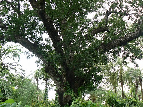 Small-leaved mahogany: Swietenia mahagoni