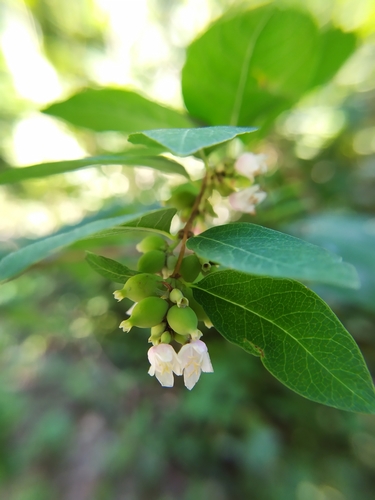 Common snowberry