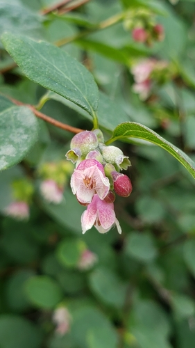 Common snowberry (Symphoricarpos albus)