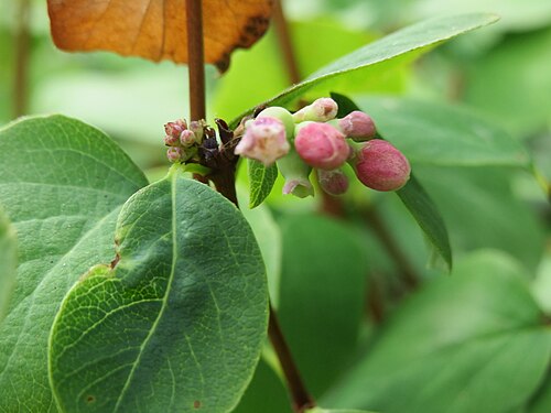Common snowberry: Gewöhnliche Schneebeere ( Symphoricarpos albus ) in Plankstadt