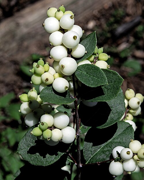 Common snowberry (Symphoricarpos albus)
