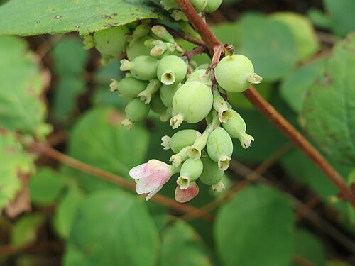 Common snowberry: Gewöhnliche Schneebeere ( Symphoricarpos albus ) an der Elisabethenstraße bei Wiesbaden
